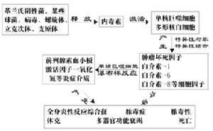 内毒素