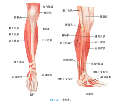 小腿肌