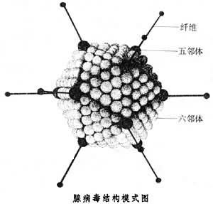 腺病毒