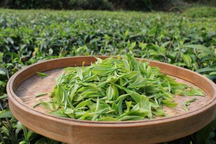 马坡茶