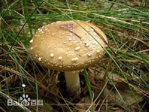 豹斑毒伞