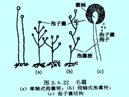 孢子囊