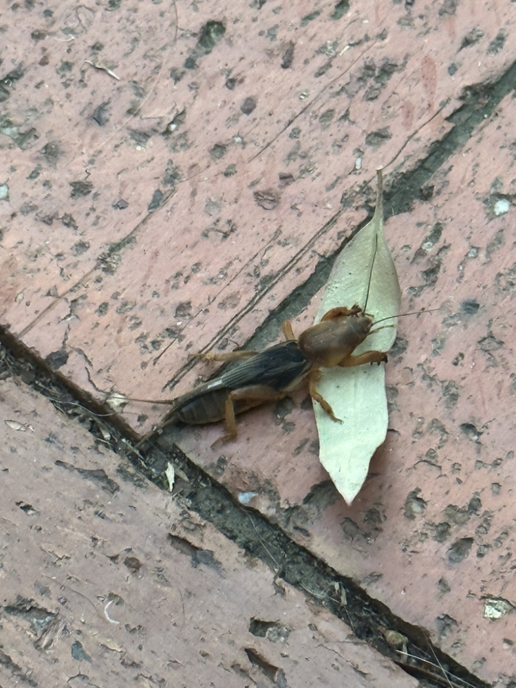 正在觅食的Gryllotalpa australis
