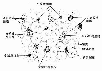 星形胶质细胞之间的细胞间隙