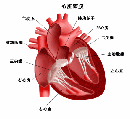 心脏瓣膜