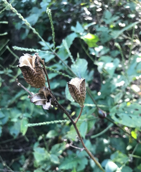 黄花菜的果