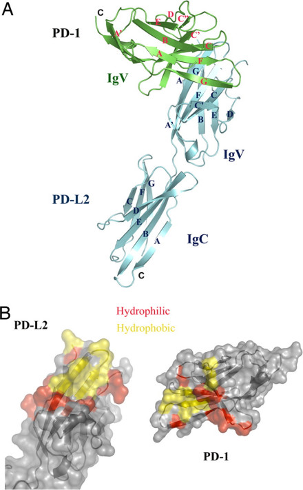 PD-1