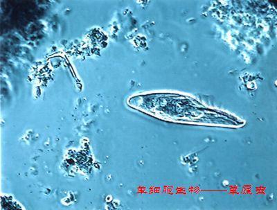 单细胞生物 