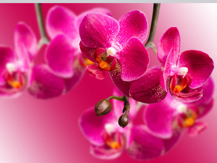 热带兰花