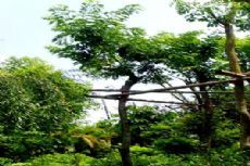 降香黄。这是国家二级保护植物之一。