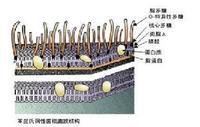 内毒素