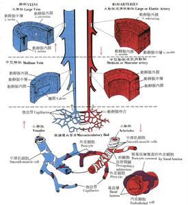 血管