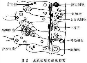 营养细胞(二)