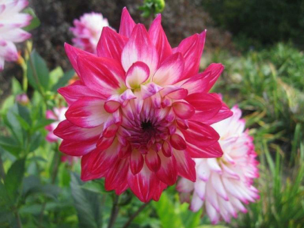 大丽花
