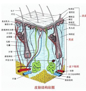 皮肤组织结构图