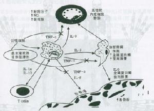 单克隆抗体制备
