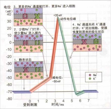 静息电位