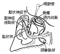 耳蜗神经