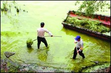 蓝细菌无锡太湖区