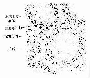 甲状腺滤泡腔