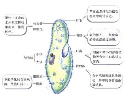 草履虫