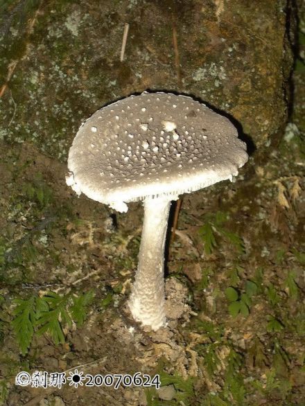 块鳞灰毒鹅膏菌