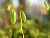 苔藓孢子囊