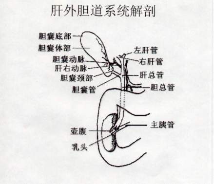 解剖位置