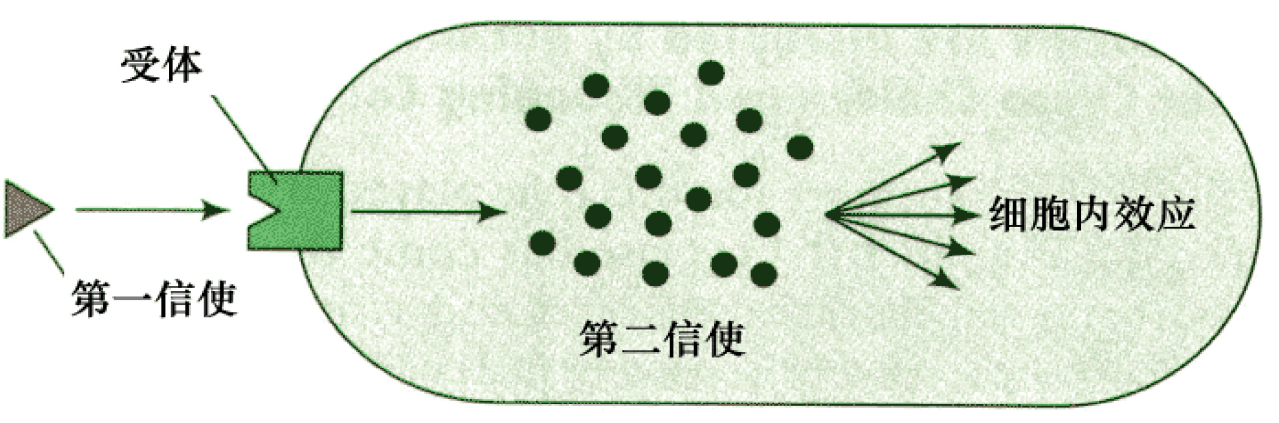 环磷酸腺苷