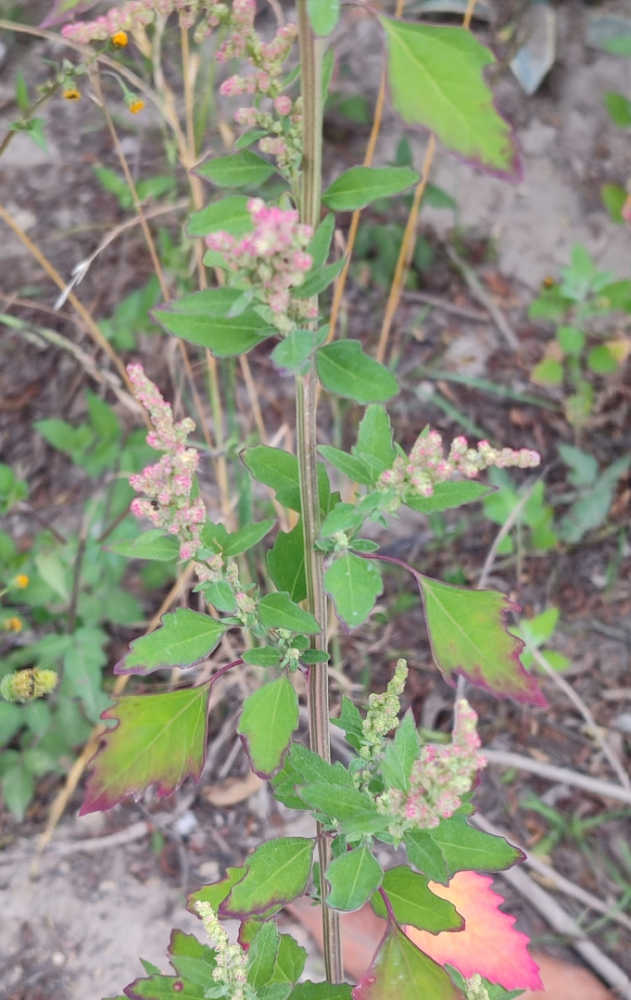 藜的花