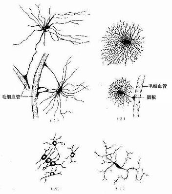 纤维性星形胶质细胞