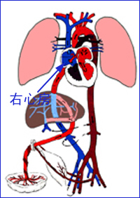 药物通过胎盘进入胎儿循环