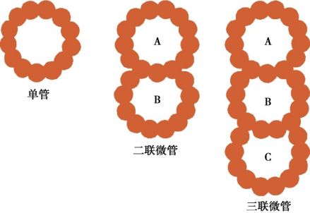 三种微管的排列方式模式图