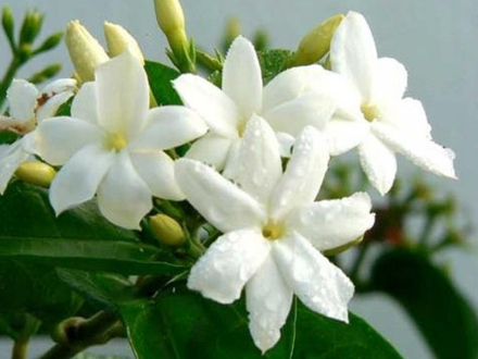 素方花