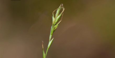 宝华山薹草 