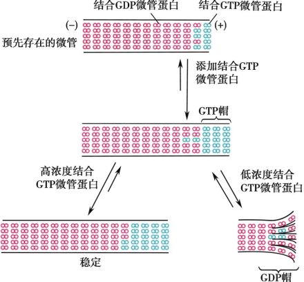 GTP与微管聚合