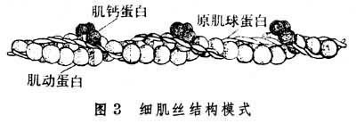 肌肉组织