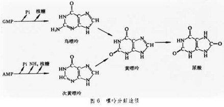 嘌呤分解过程