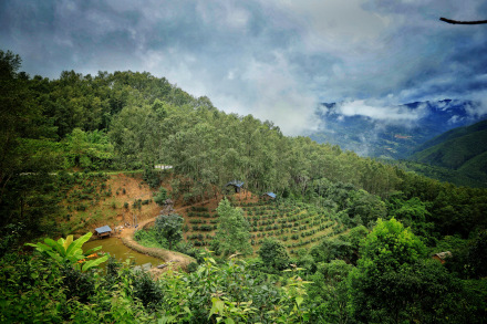 普洱景迈山古茶林文化景观