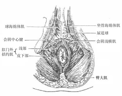 肛门脓肿