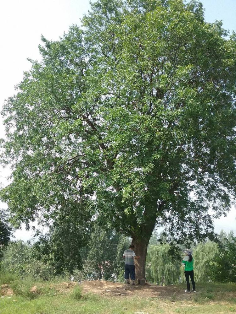 草碧村皂荚树