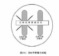 白喉杆菌