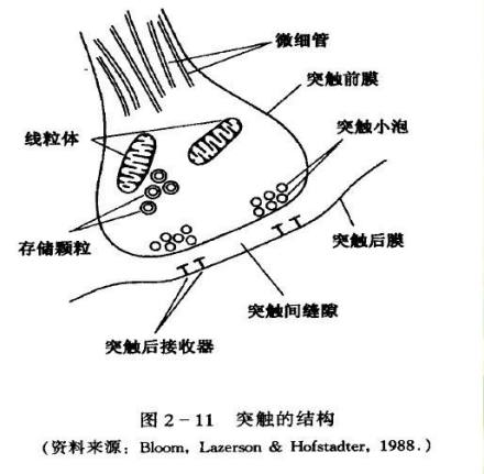 脑细胞神经信号的传递