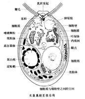 衣藻