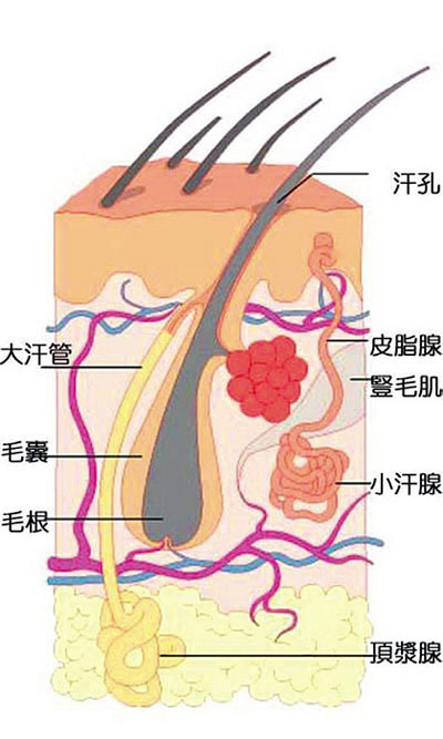 汗液