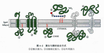蛋白与膜的结合方式
