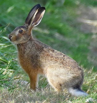 欧洲野兔