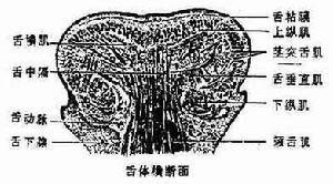 口腔