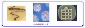 革兰氏阳性