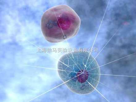 细胞
